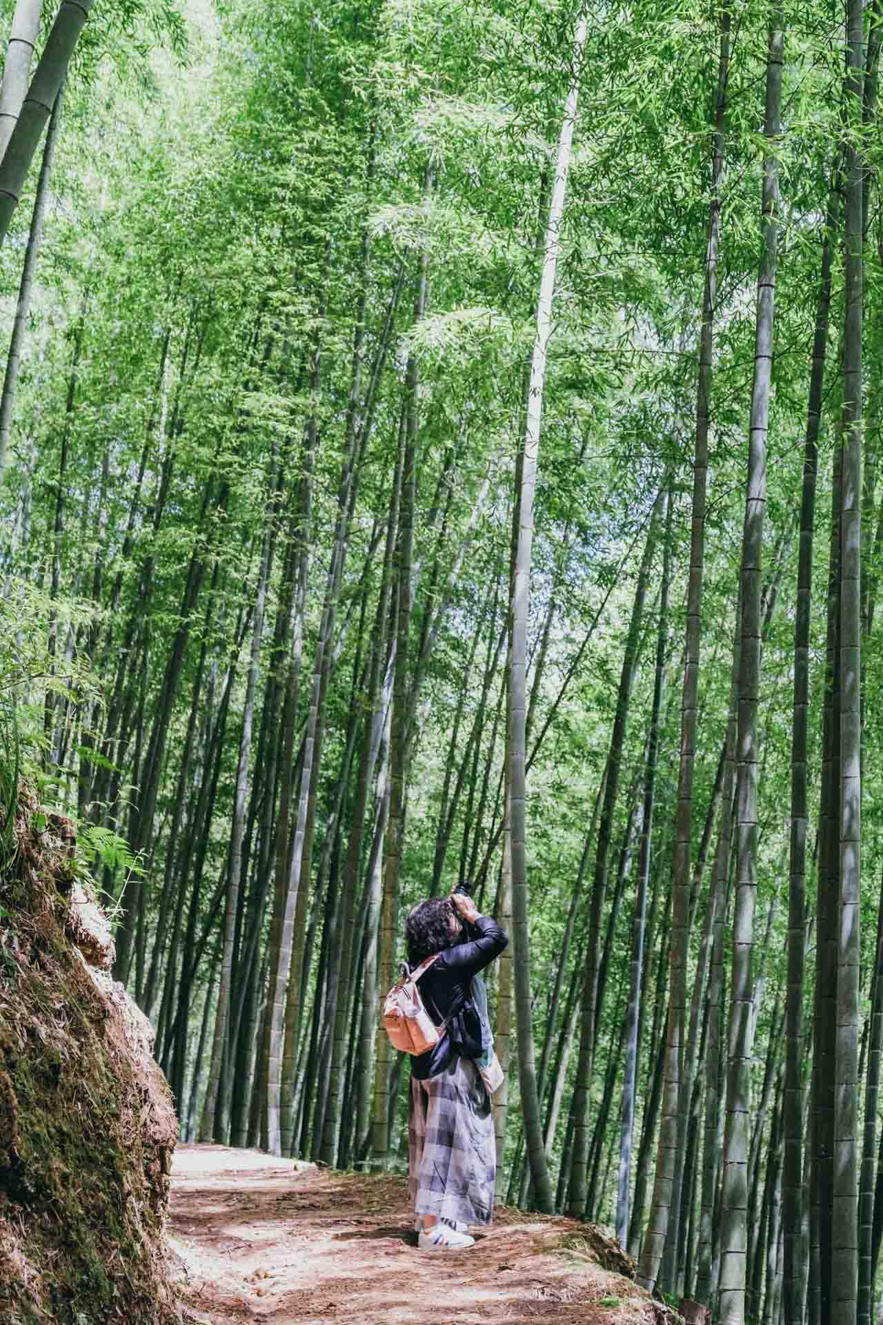 【 雲林 / 大草嶺觀光圈 】在生態茶園體驗揉茶炒茶、到地質公園觀瀑爬峭壁、漫步孟宗竹林吸飽負離子、手網烘豆自製咖啡掛耳包，還有酥脆好吃的炒苦茶雞
